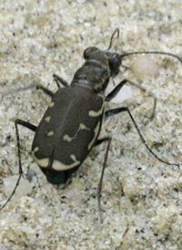Bronzed Tiger Beetle